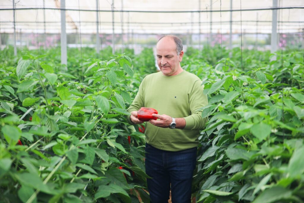 cogiendo verduras frescas de la huerta